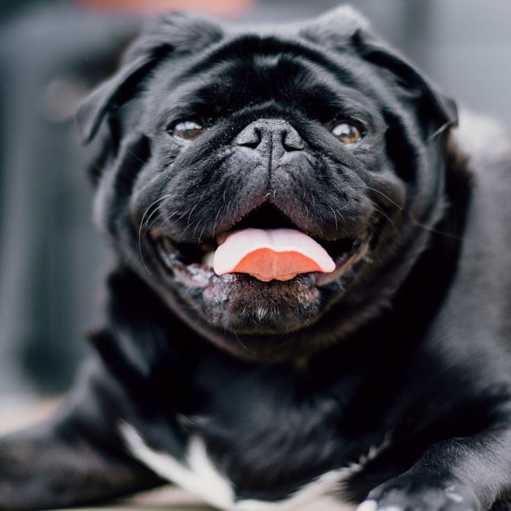 Mia Schmidt - Founder of Pilot Grove Canvas